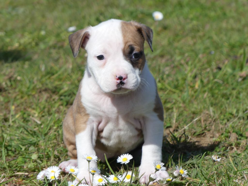 Chiot Elevage Des Terres Des Forges Eleveur De Chiens American Staffordshire Terrier