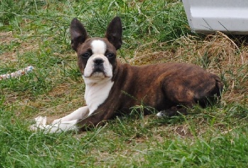 Boston terrier caractere