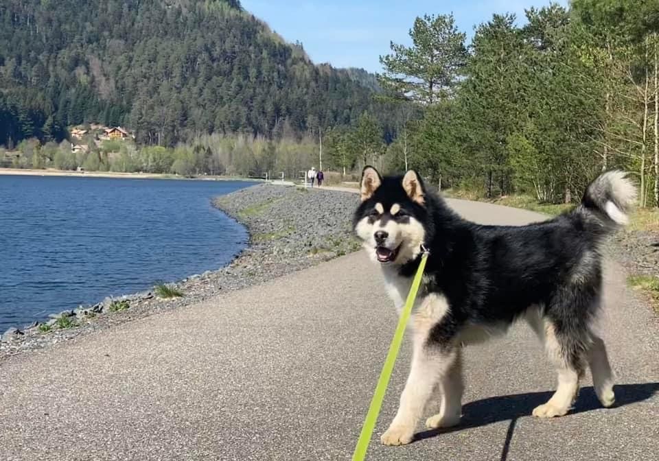 Star of yukon De L'Esprit De Waheela