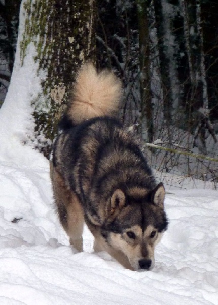 Ragnar of Lapland Polarlights