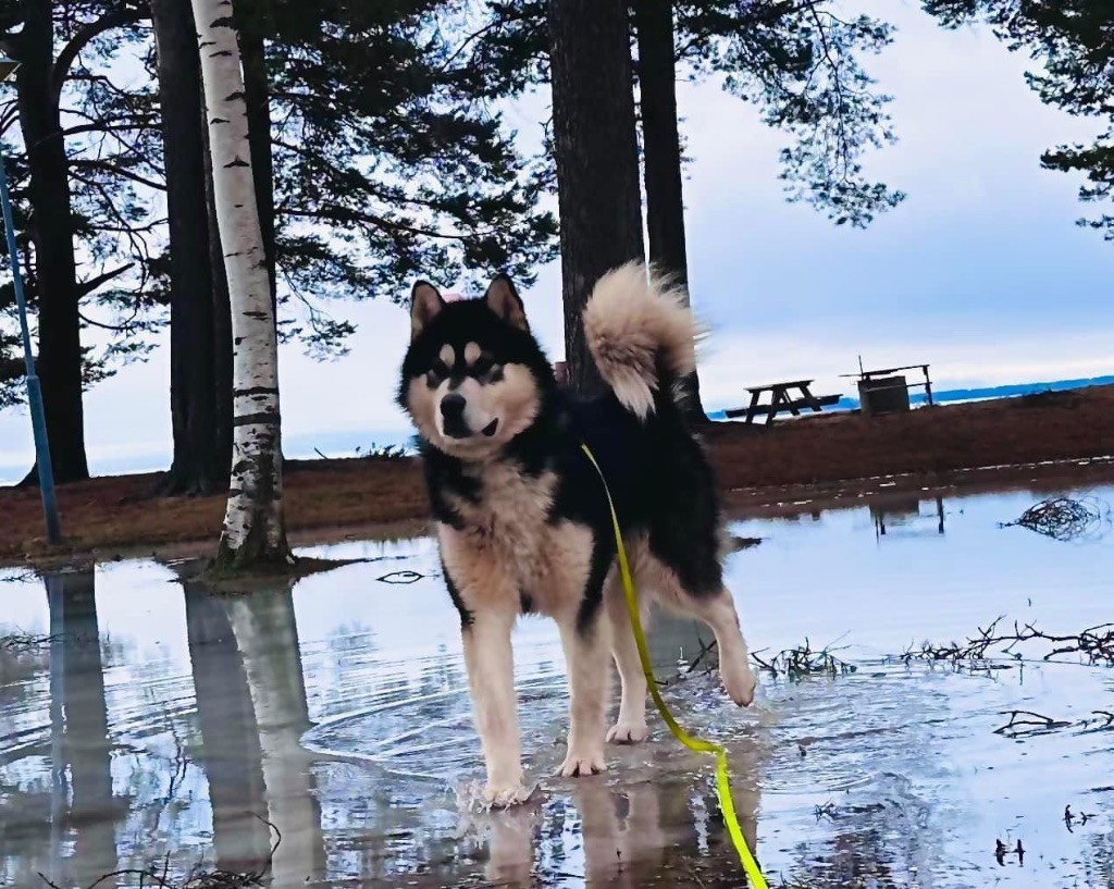 Star of yukon De L'Esprit De Waheela