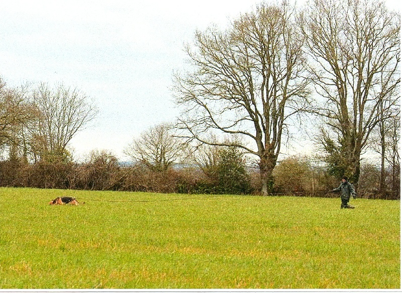 CH. Triumph du Domaine de La Sauleraie