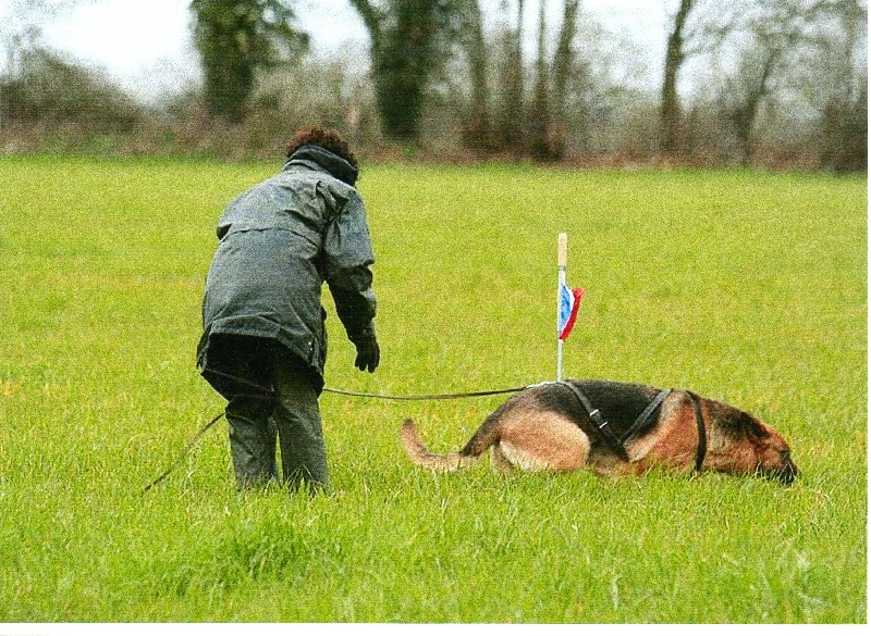 CH. Triumph du Domaine de La Sauleraie