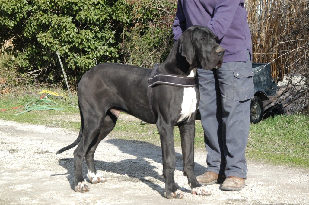 Accueil - Elevage De La Benjamine - Eleveur De Chiens Dogue Allemand