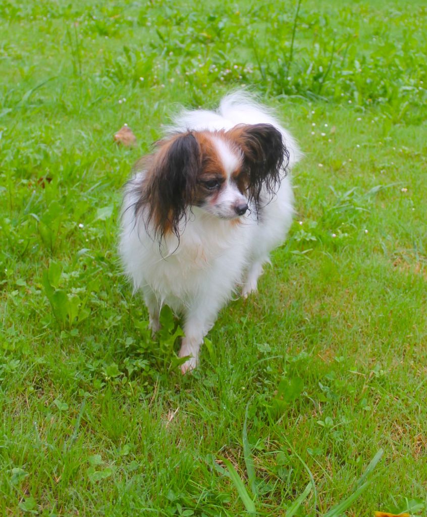 Roxy De La Vallée Du Papillon