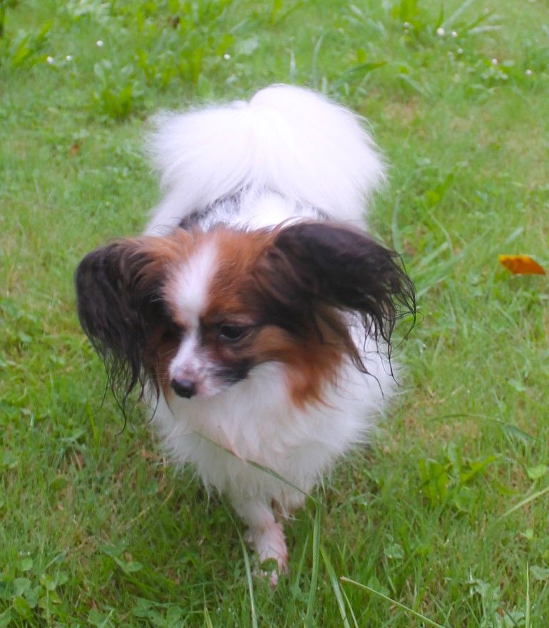 Roxy De La Vallée Du Papillon