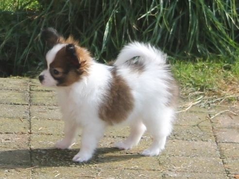 Chiot Elevage Au Royaume D Ultra Eleveur De Chiens Epagneul Nain Continental Papillon