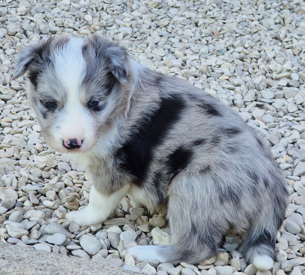 Un  buen chico  azul du Paradis des P'tits Cracks