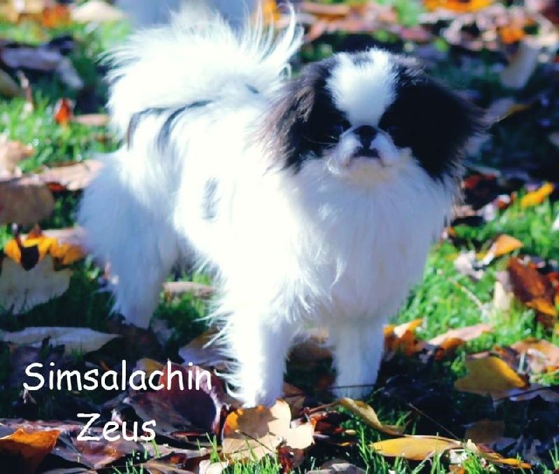 simsalachin Zeus is on fire