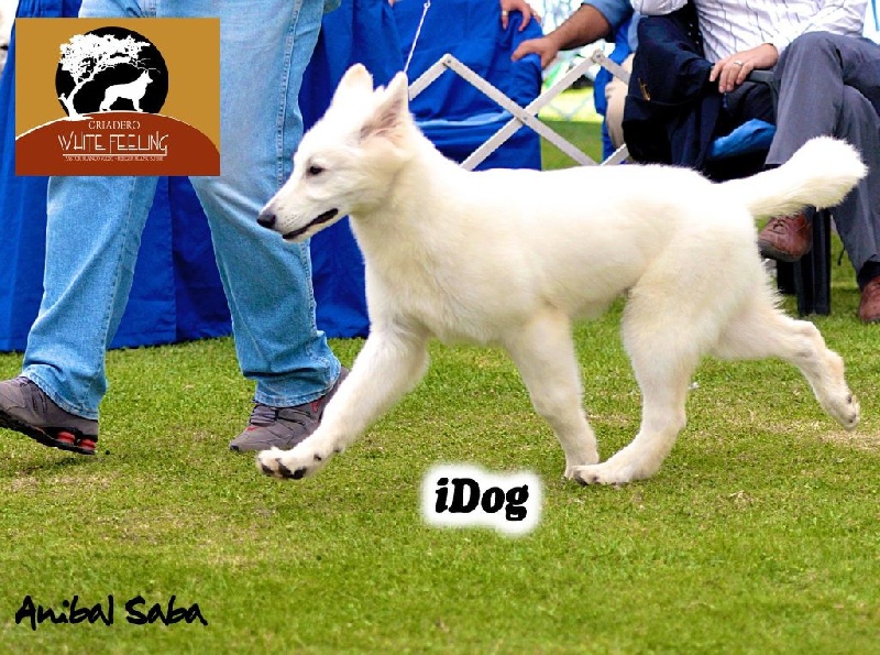 Idog der Weibe Stern