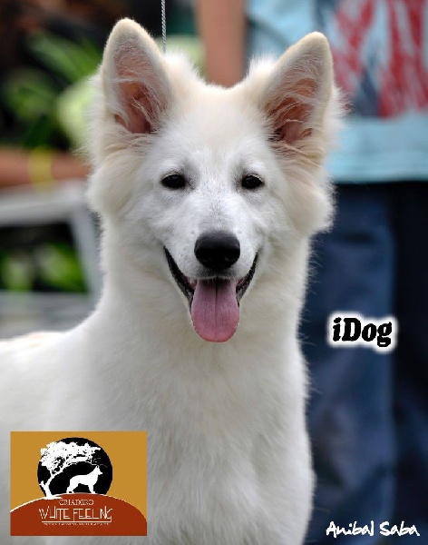 Idog der Weibe Stern