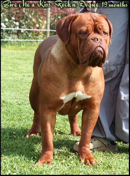 Give me a kiss Rock'n Dogue