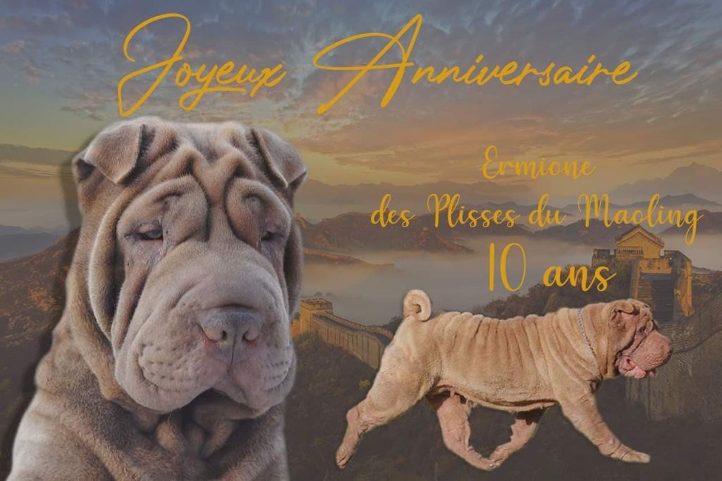 Accueil Elevage Des Plisses Du Maoling Eleveur De Chiens Shar Pei