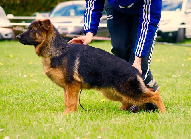 Accueil - Elevage Roccapina - eleveur de chiens Berger allemand