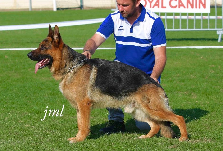 Accueil Elevage Roccapina Eleveur De Chiens Berger Allemand