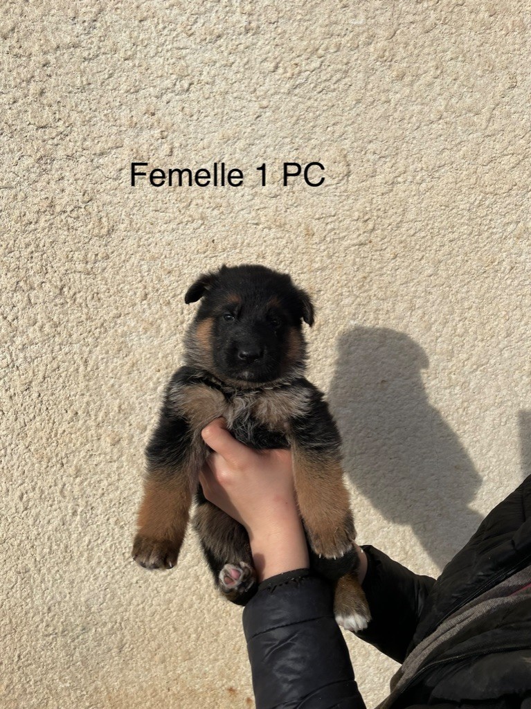 Accueil Elevage Roccapina Eleveur De Chiens Berger Allemand