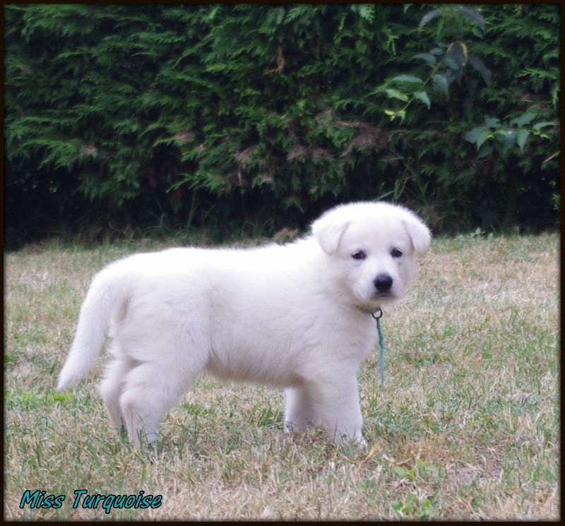 Chiot Elevage De La Divine Blanche Eleveur De Chiens