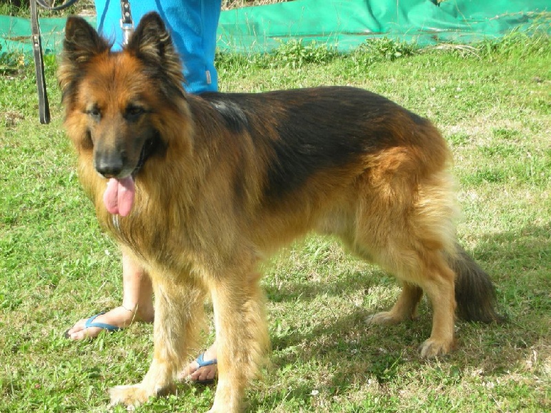 Congo De l'anneau d'or