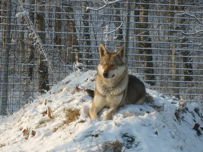 Ckaa'loup-mah de la mollyniere de lo'scale