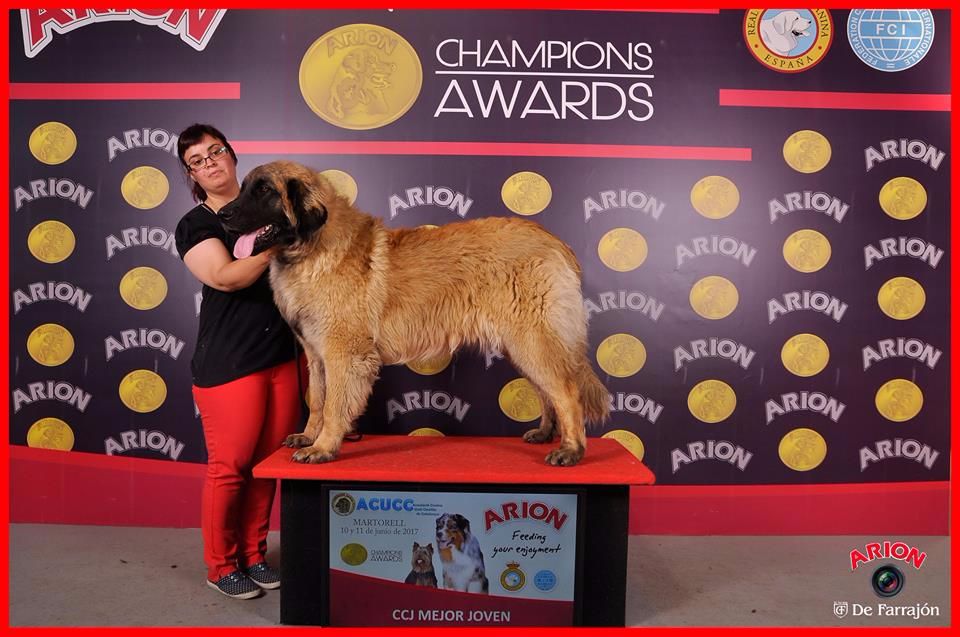 Accueil Leonberger en españa, Criadero de Leonberger, Cachorros de