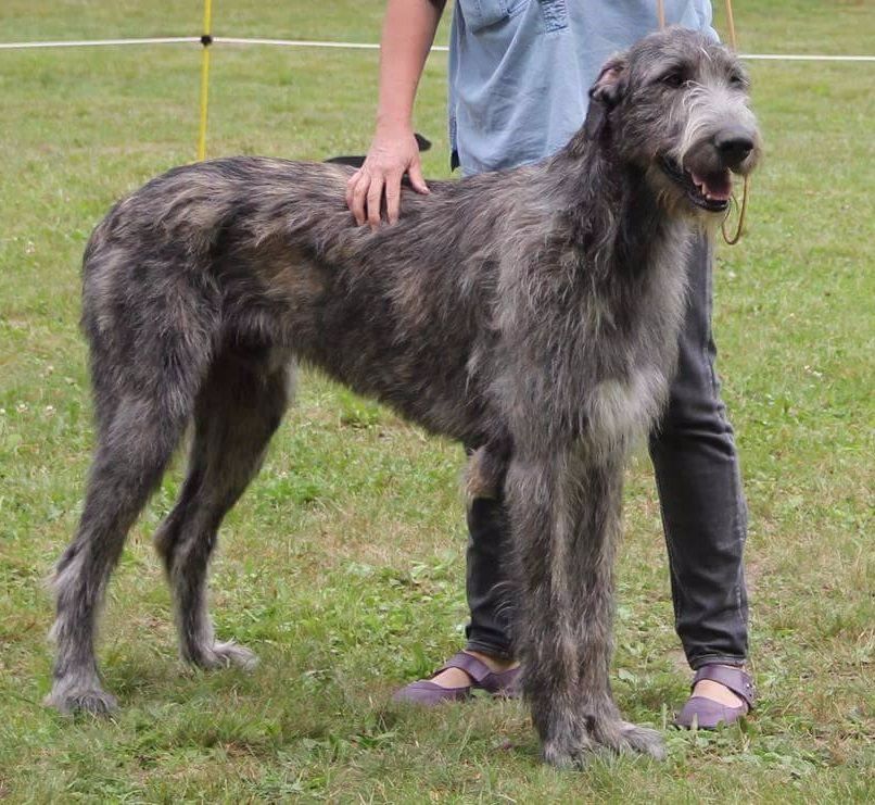 Mozart (dit mojo) de la Mascotte Couronnée