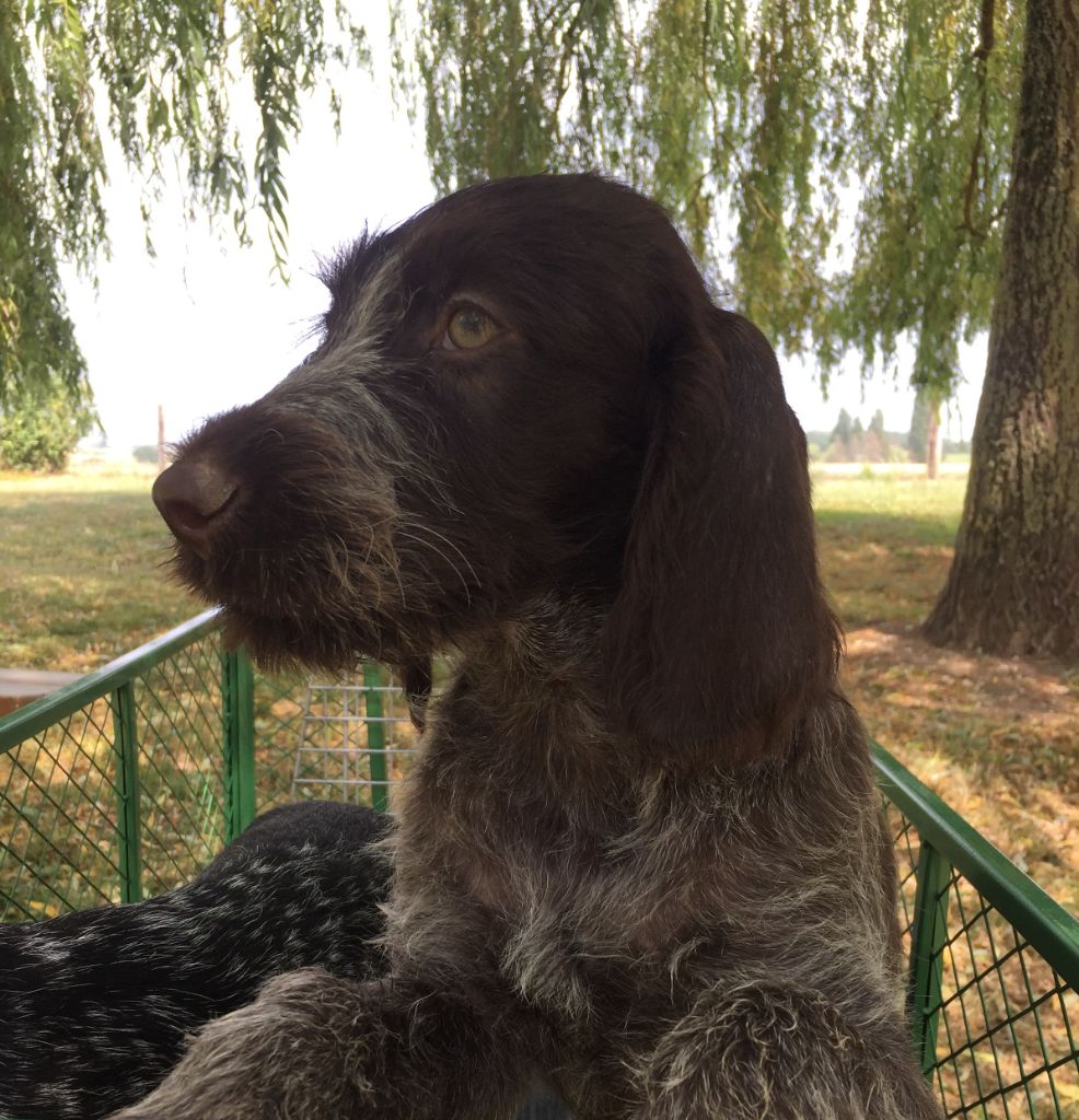 Chiot Elevage Des Marais De Courmont Eleveur De Chiens