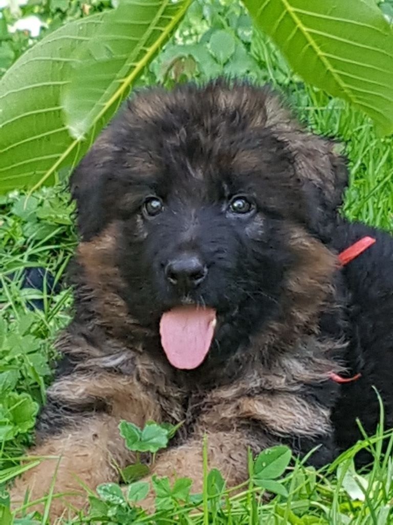 Chiot Berger Allemand Poil Long Picasso Mâle Disponible En