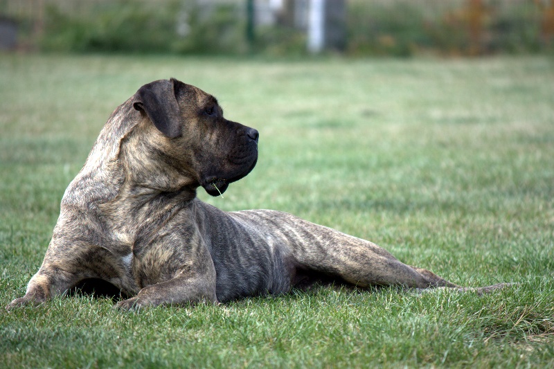 Nala baluarte de los perros