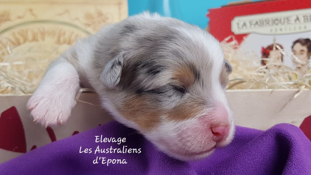 Chiot Berger Australien Chiot Des Australiens D Epona