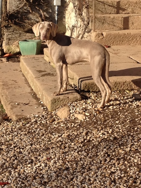 Gray pearl des Guerriers D'Argent