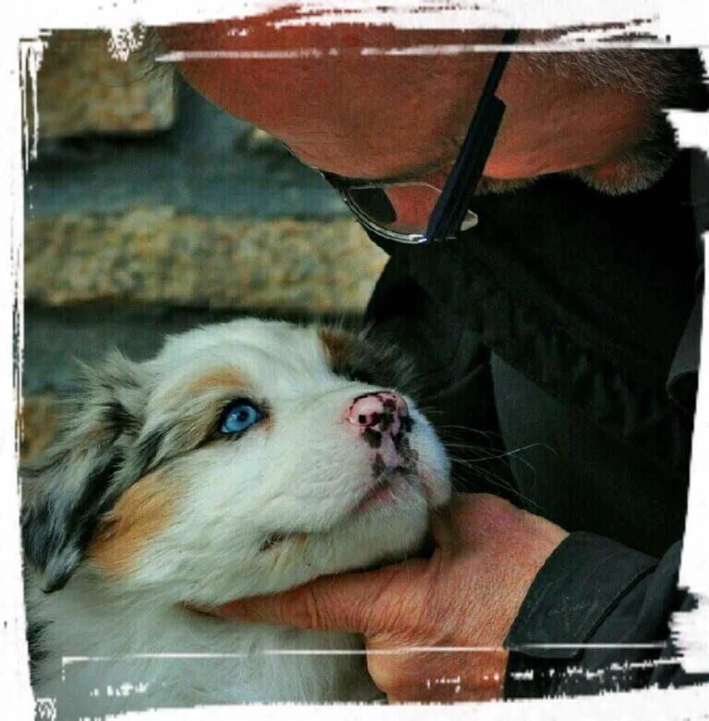 Accueil - Elevage De La Vallee Du Zance - eleveur de chiens Berger 