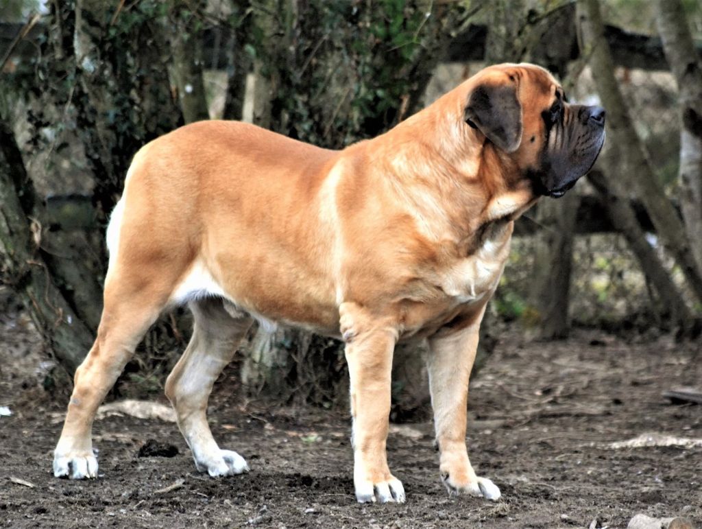 Accueil - Elevage Du Hot-dogues Red - eleveur de chiens Mastiff