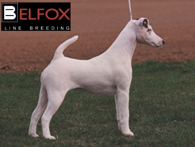 Belfox Topaze