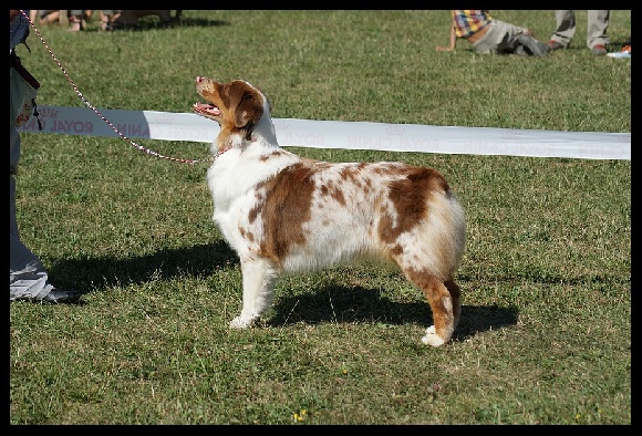 Accueil Elevage Du Temple De Psyché Eleveur De Chiens