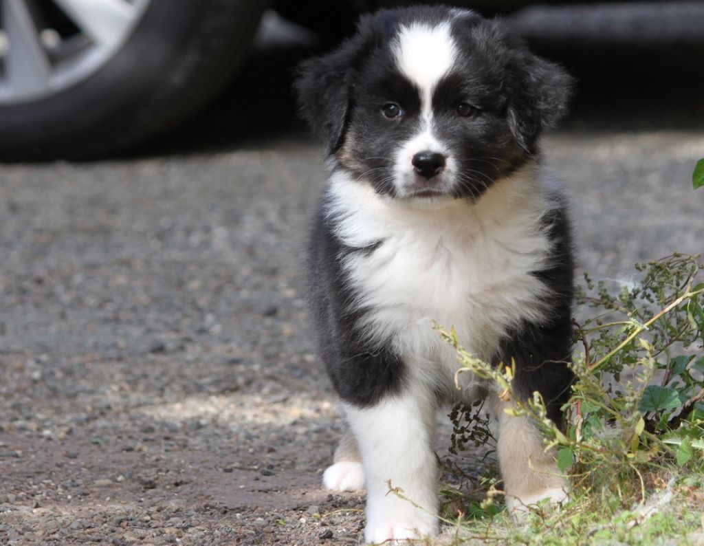 Wãller Une Nouvelle Race Des Chiens Image Stock Image Du