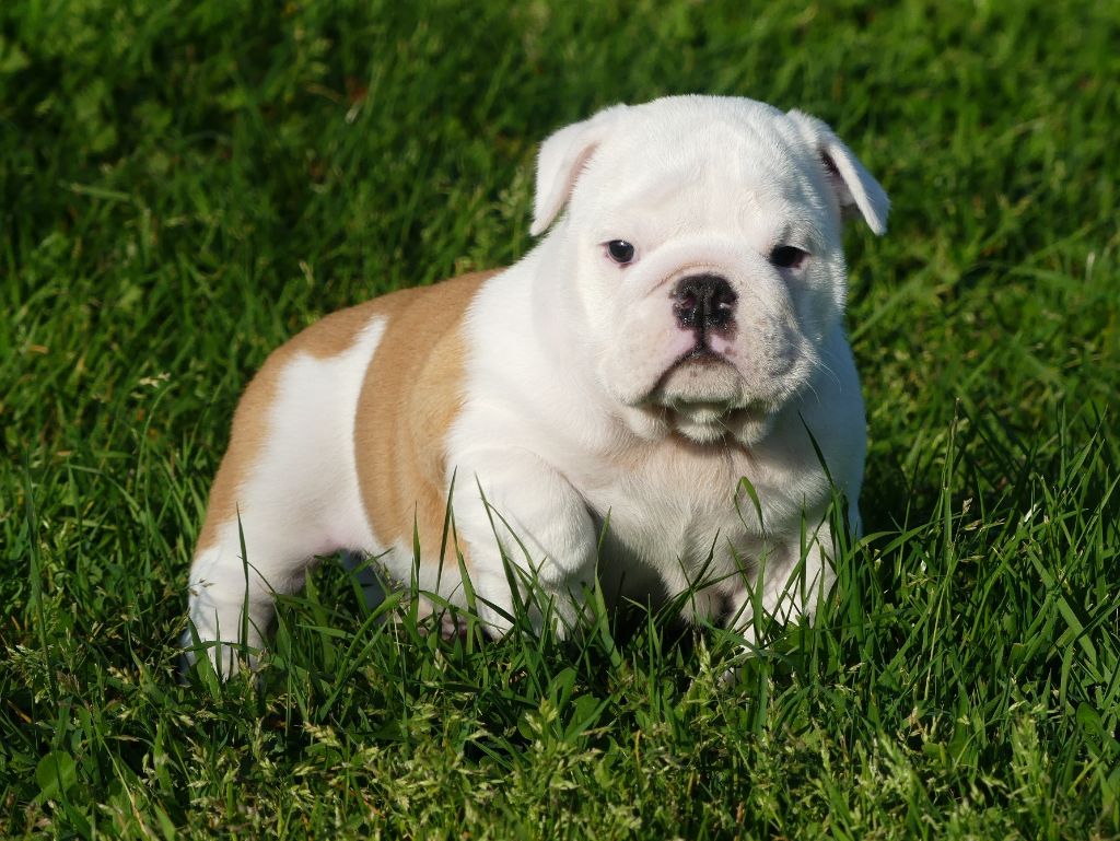 Tous nos chiots vendre de race Bulldog Anglais en France