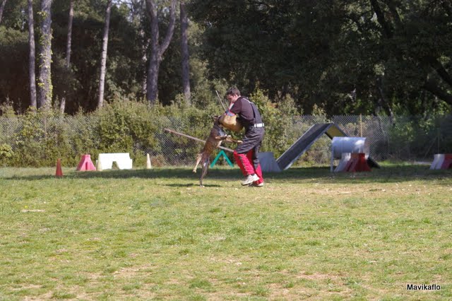 Douchtka De La Vallée De La Tramontane