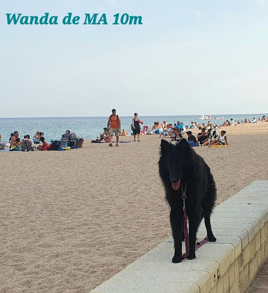 Wanda magia de l´assabica