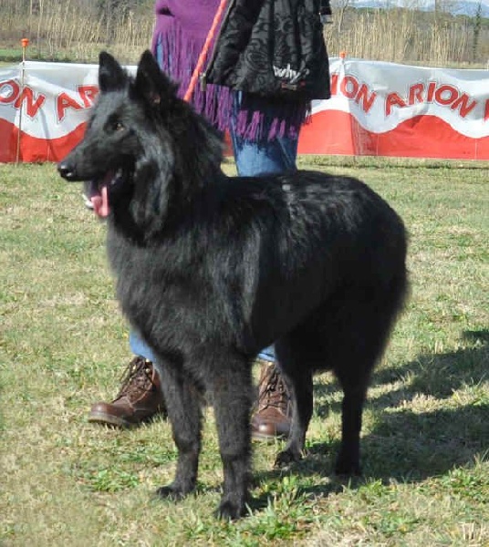 P´thor de Belliamici