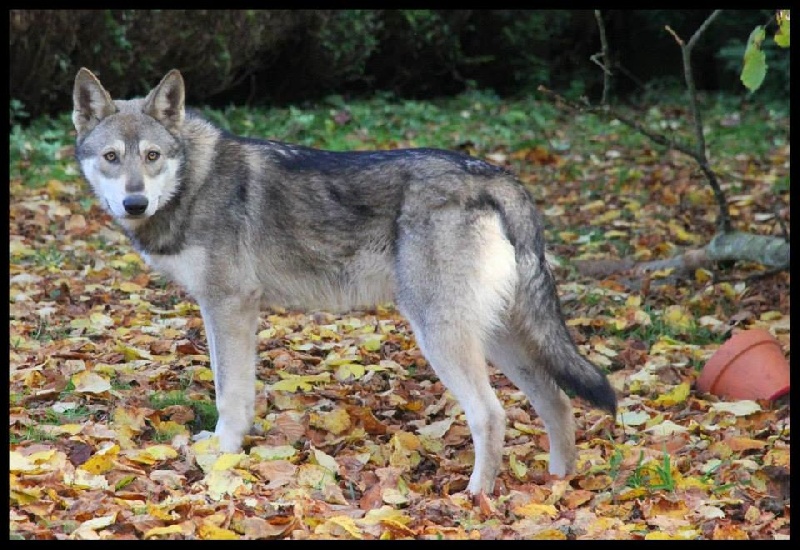 Chiot Elevage Leden Des Shokou Eleveur Dakita Inu