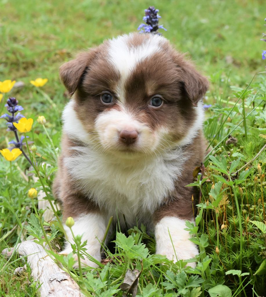 Chiot Berger Australien Femelle Rouge Tricolore De La Folle Emprise