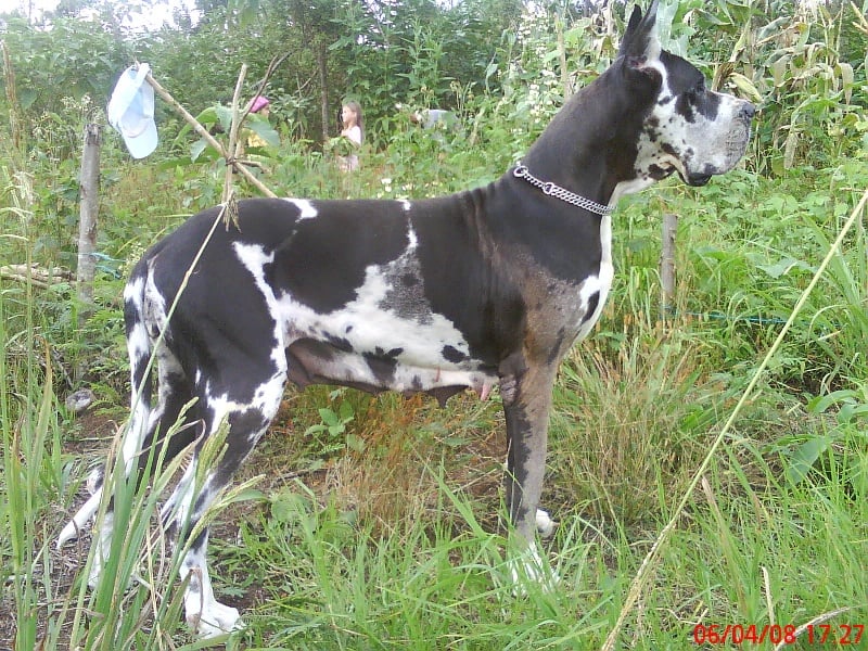 Ucantha de la Benjamine