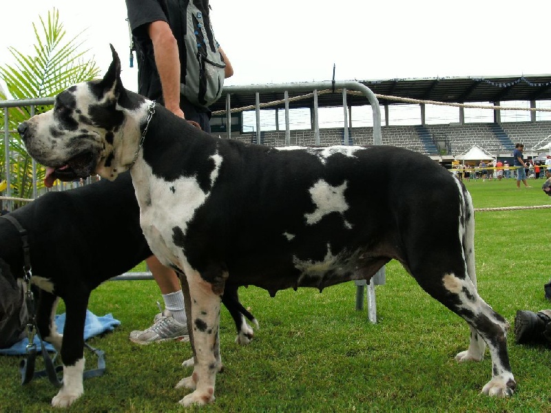 Ucantha de la Benjamine