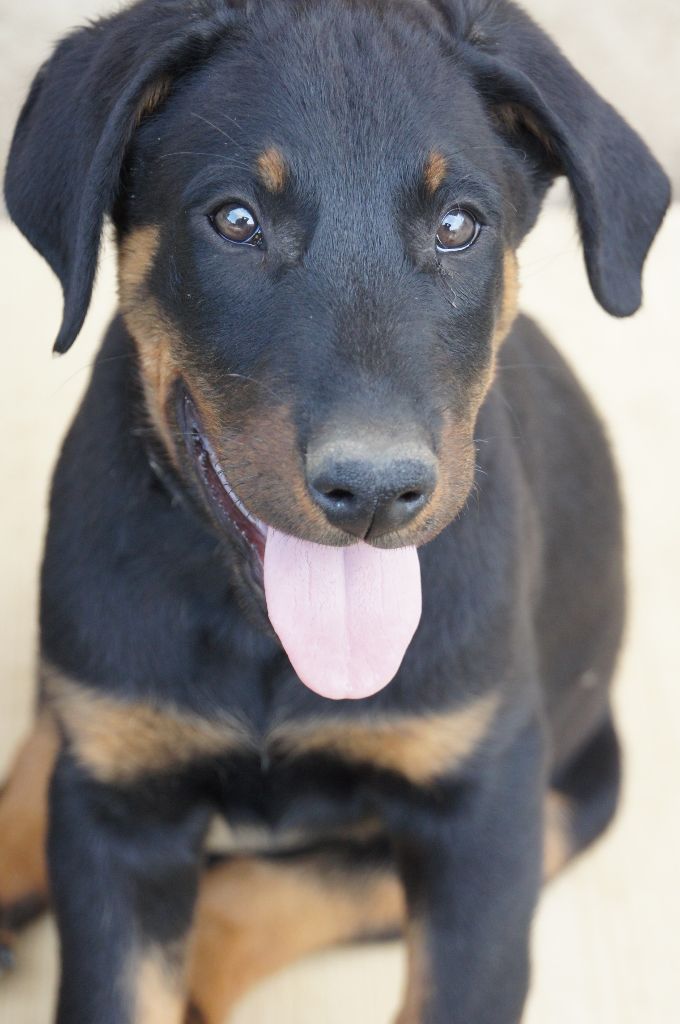 Chiot Elevage Du Petit Bongy Eleveur De Chiens Berger De