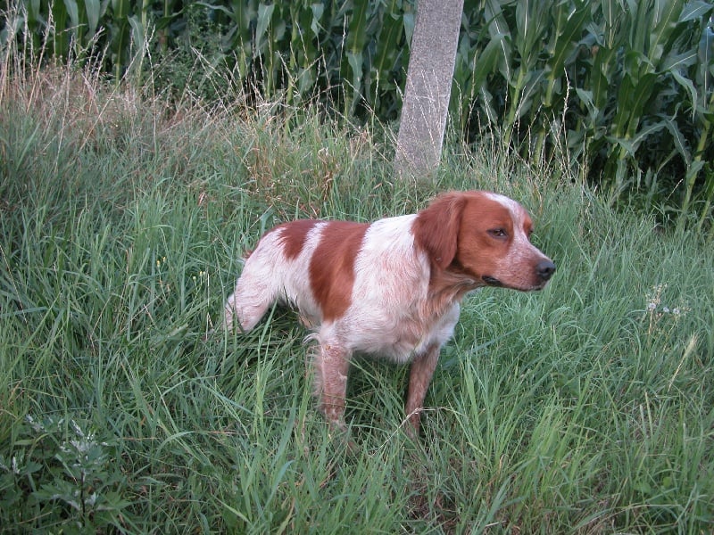 TR. Braco de la saga des marais