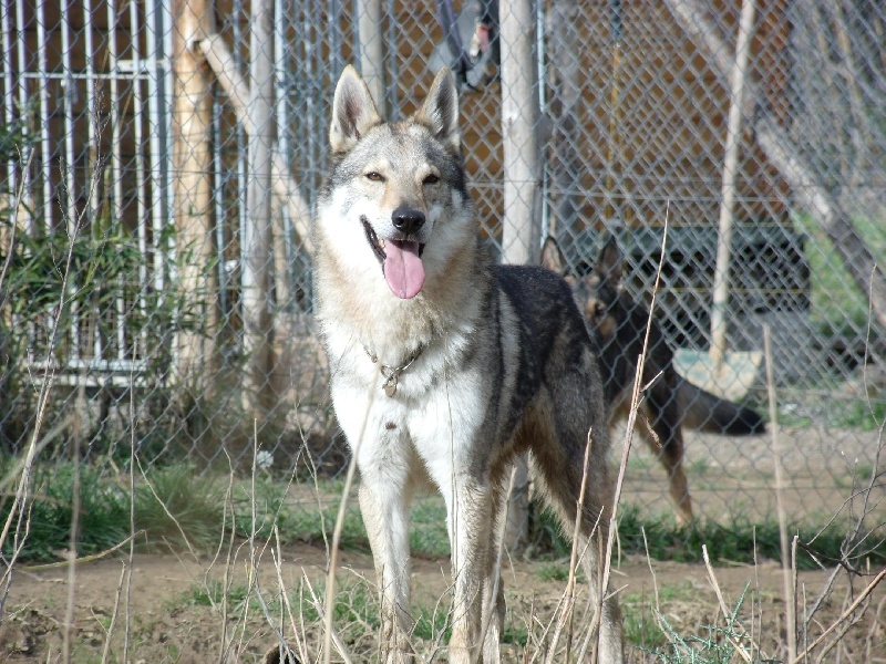 Chien Elevage Des Loups Malins De Gaelice Eleveur De