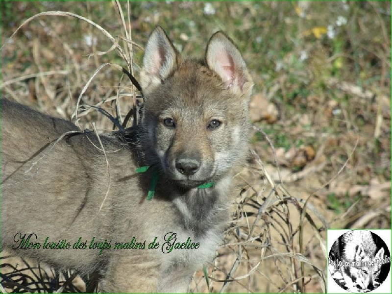 Chiot - Elevage Des Loups Malins De Gaelice - eleveur de chiens 