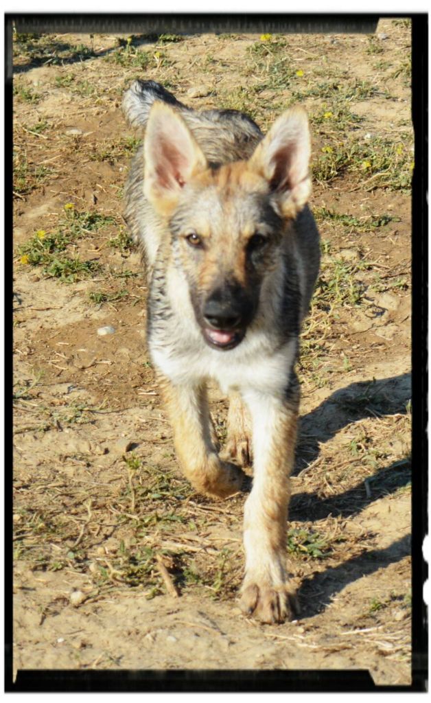 Chiot Elevage Des Loups Malins De Gaelice Eleveur De