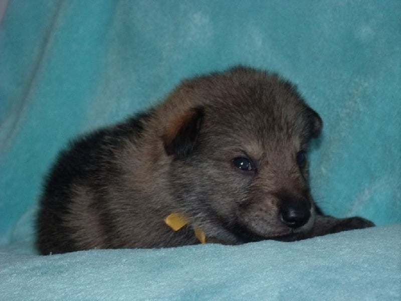 Chiot Chien Loup Tchecoslovaque Lasko Collier Jaune Mâle