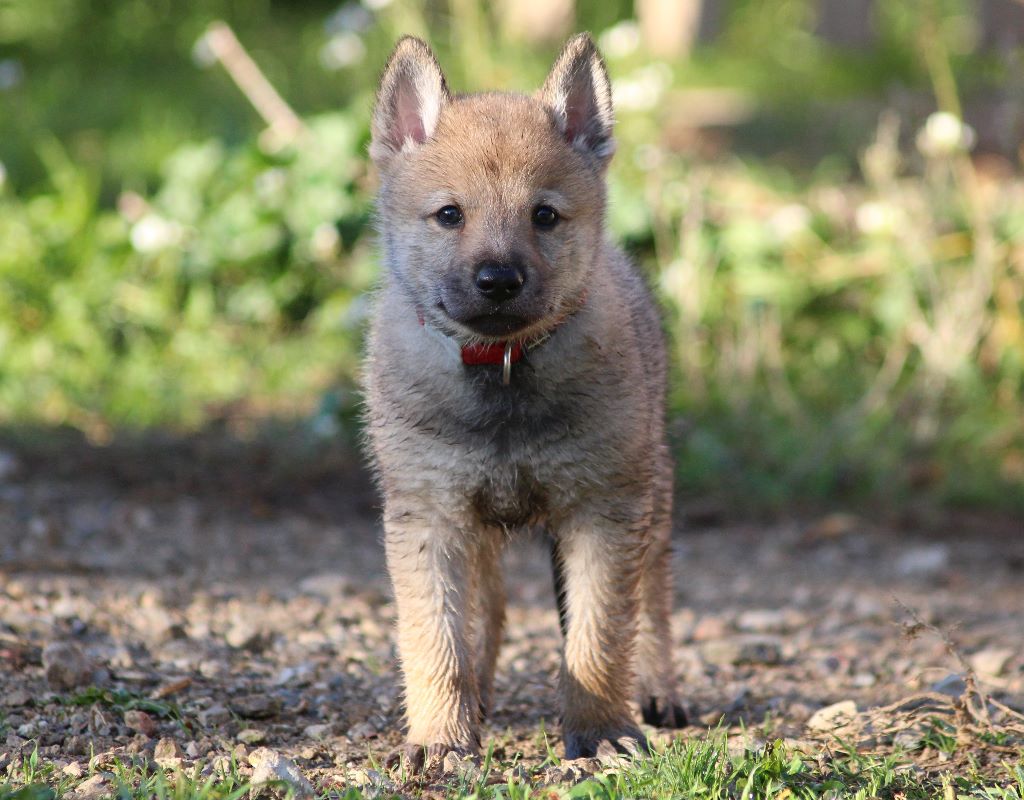 Chiot Elevage Des Loups Malins De Gaelice Eleveur De